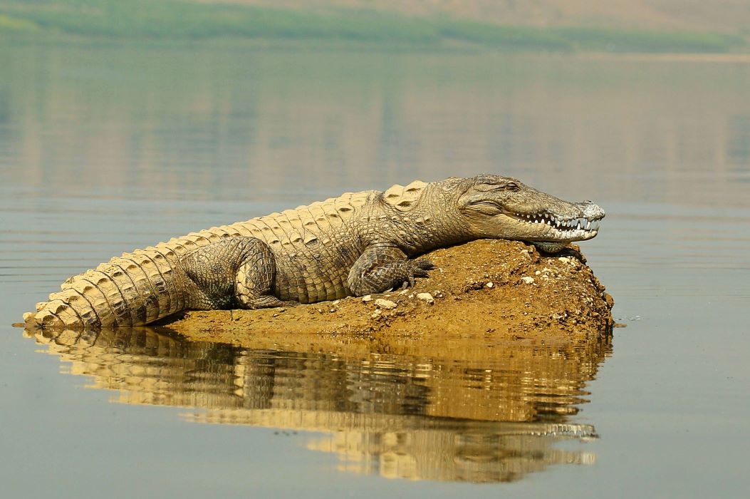 Vedanta’s Hindustan Zinc Signs MoU For Crocodile Conservation Reserve In Udaipur